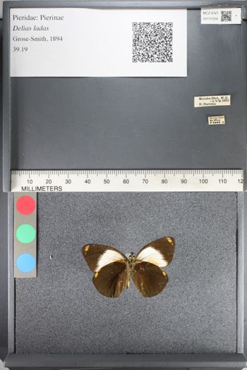 Media type: image;   Entomology 131556